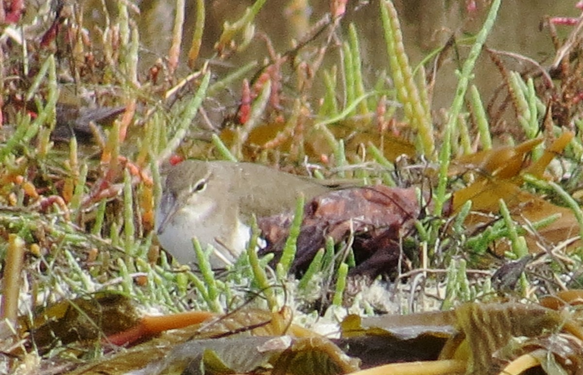 Spotted Sandpiper - ML287580801