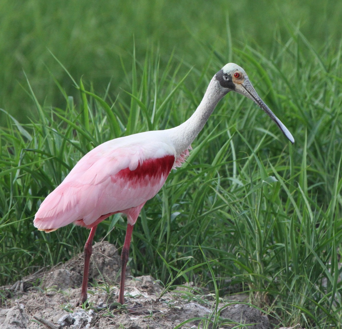 Roseate Spoonbill - ML28758081