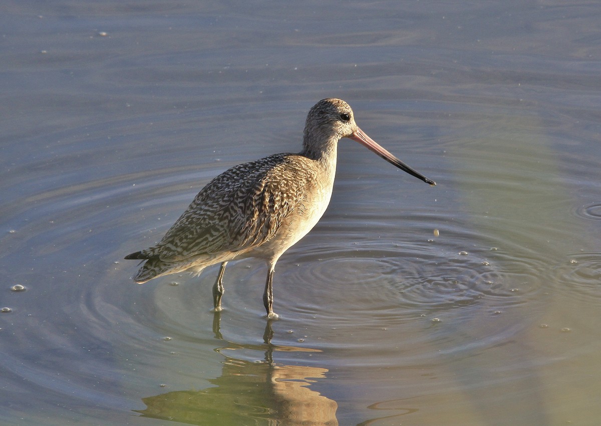 Marbled Godwit - Mark Hays