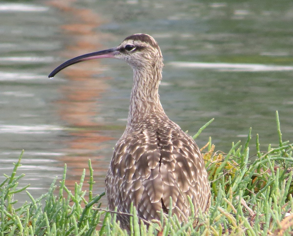 Whimbrel - ML287581731