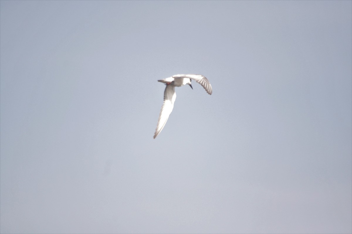 Weißbart-Seeschwalbe - ML287581781