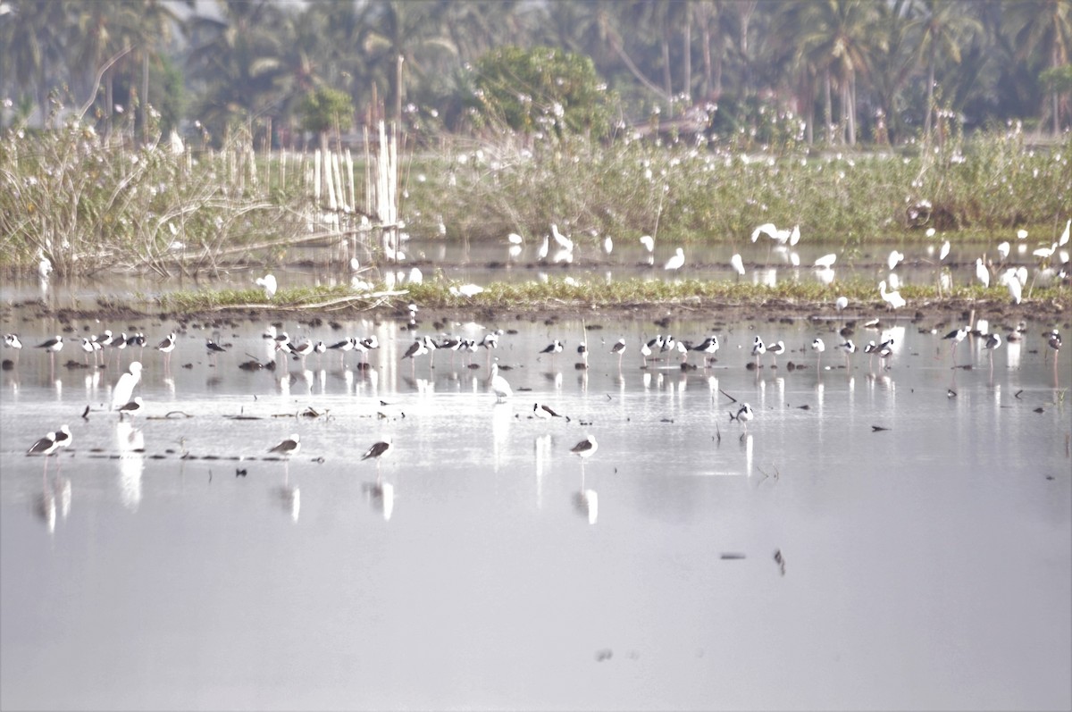 Pied Stilt - ML287581921