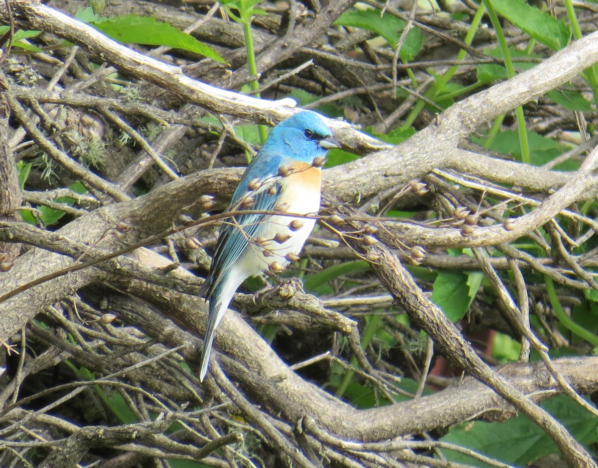 Lazuli Bunting - Chris O'Connell