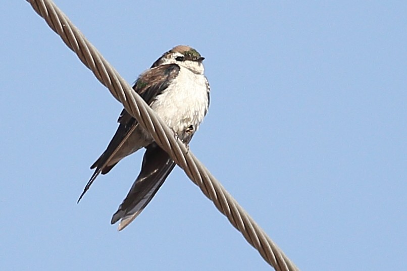 Violet-green Swallow - ML287582151