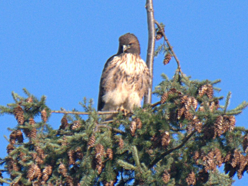 Red-tailed Hawk - ML287584601