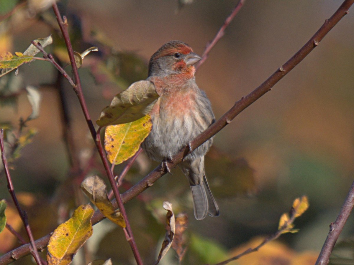 House Finch - ML287584881