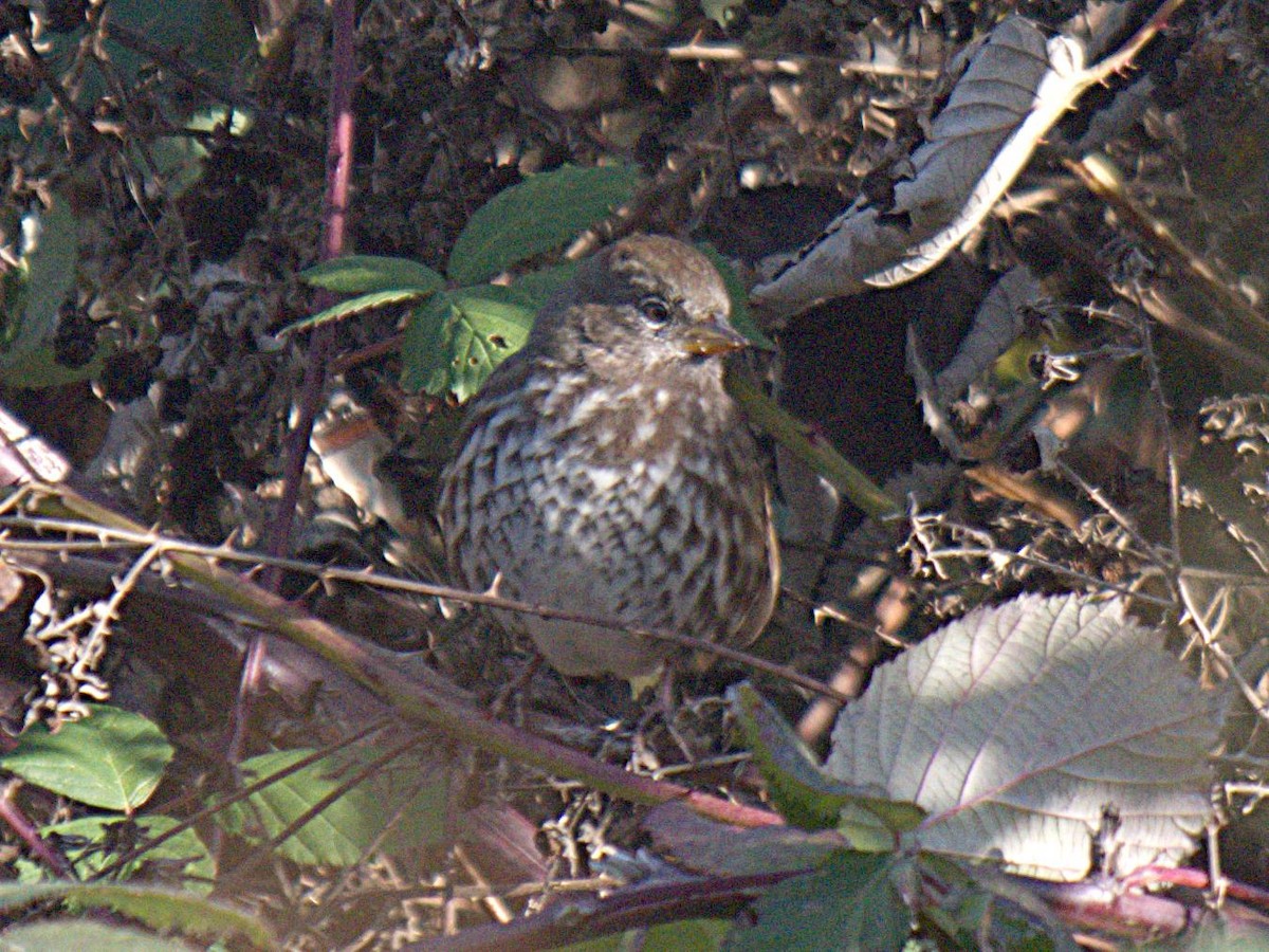 Fox Sparrow - ML287584911