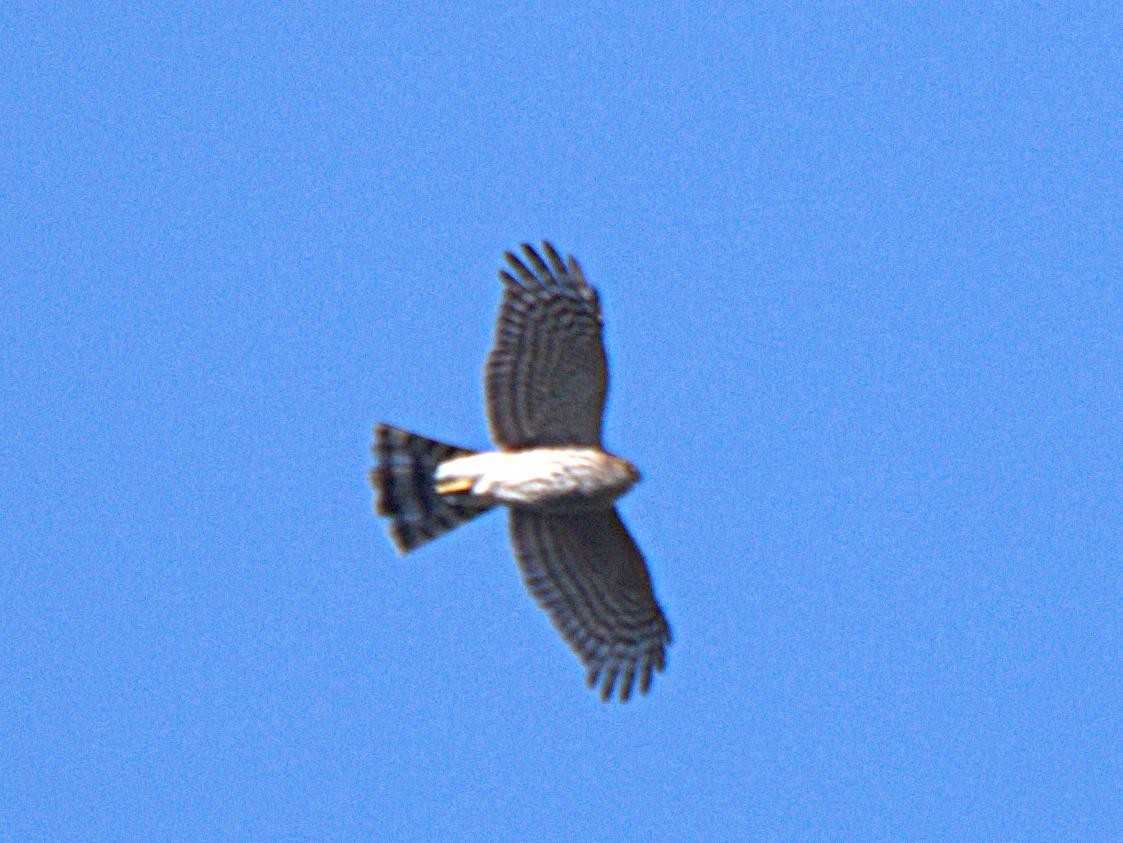 Sharp-shinned Hawk - ML287585021