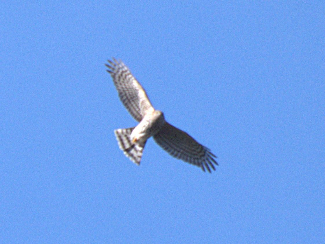 Sharp-shinned Hawk - ML287585051