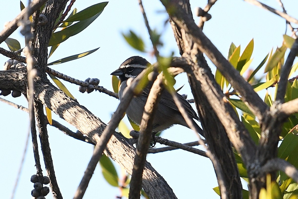 Black-throated Sparrow - ML287585061