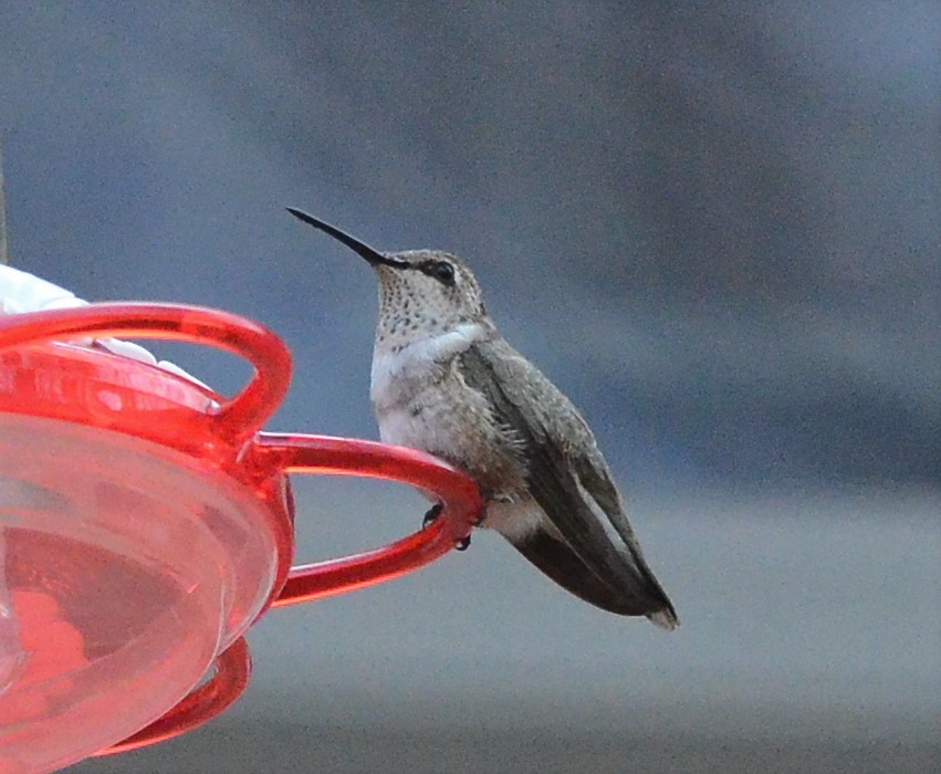 Black-chinned Hummingbird - Matt Wangerin