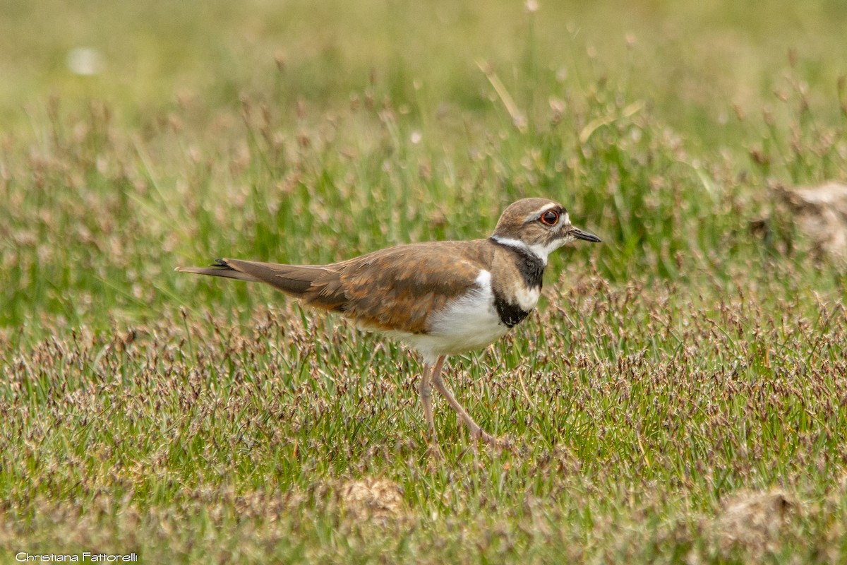 Killdeer - ML287586151