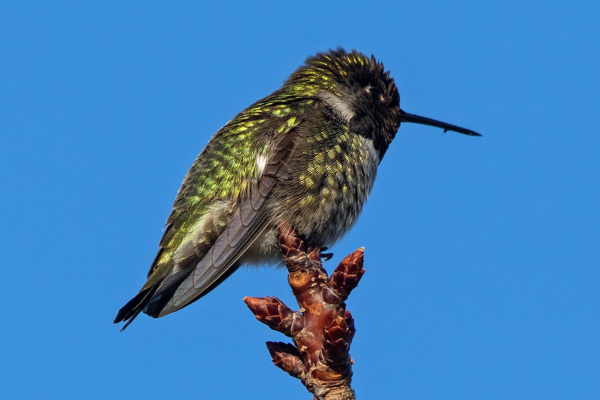 Anna's Hummingbird - ML287586891