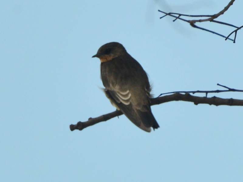 Southern Rough-winged Swallow - ML287588431