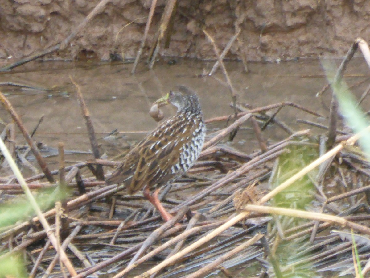 Spotted Rail - ML28758861