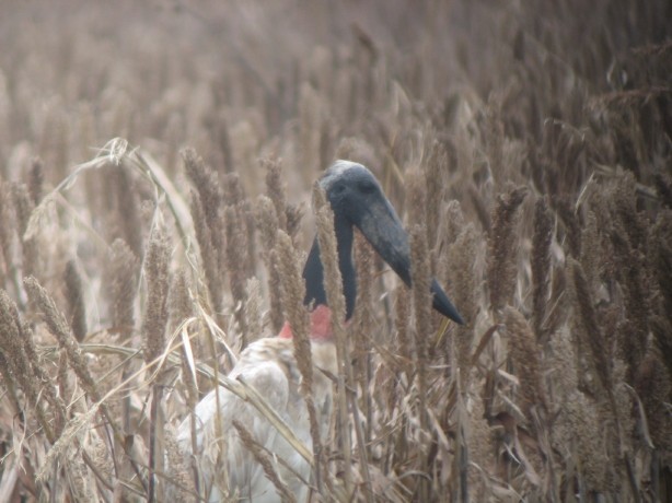 Jabiru - ML28759261