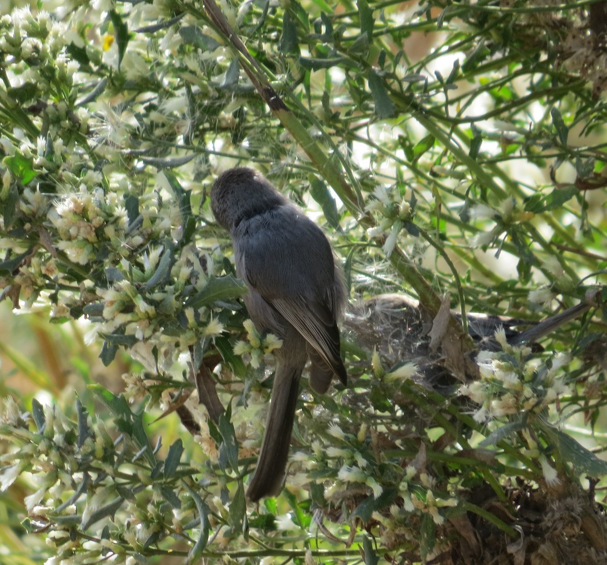 Bushtit - ML287593601