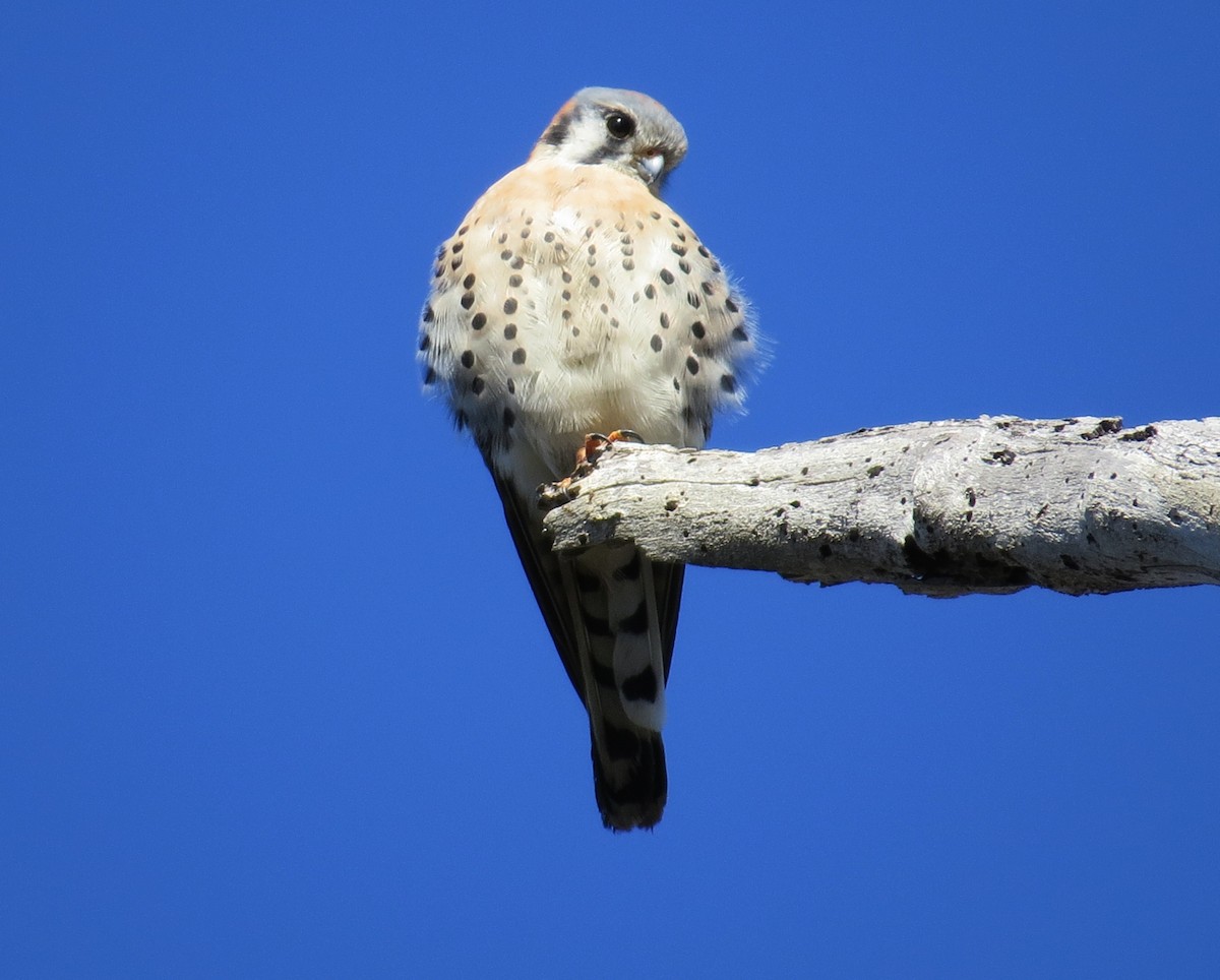 American Kestrel - ML287594341