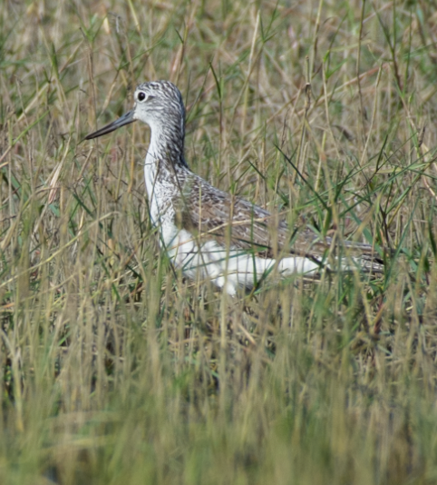 Common Greenshank - ML287594801