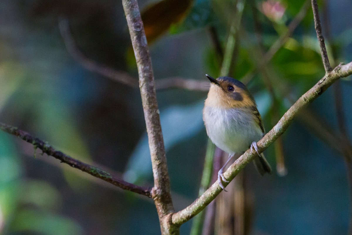 Ochre-faced Tody-Flycatcher - ML28759551