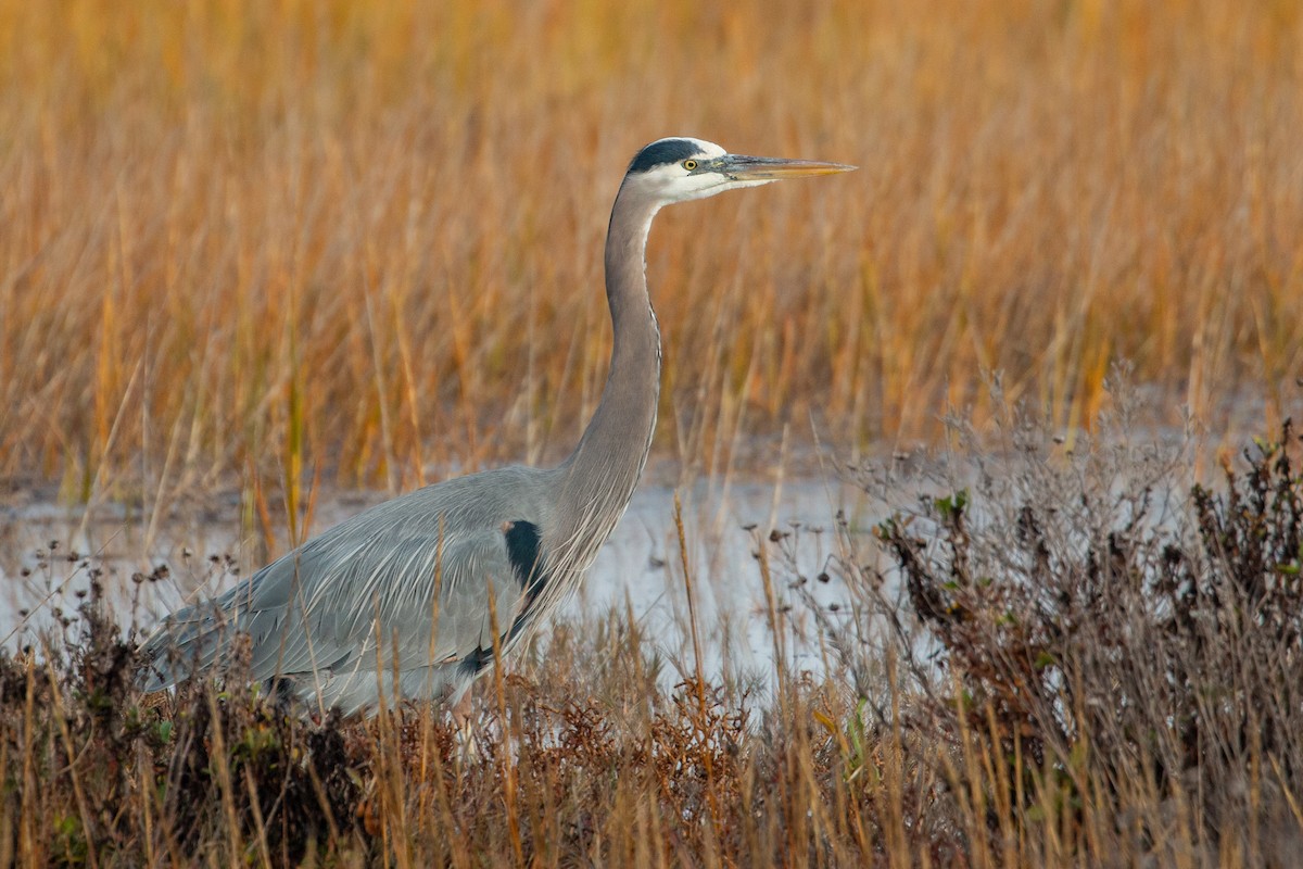 Great Blue Heron (Great Blue) - ML287595981