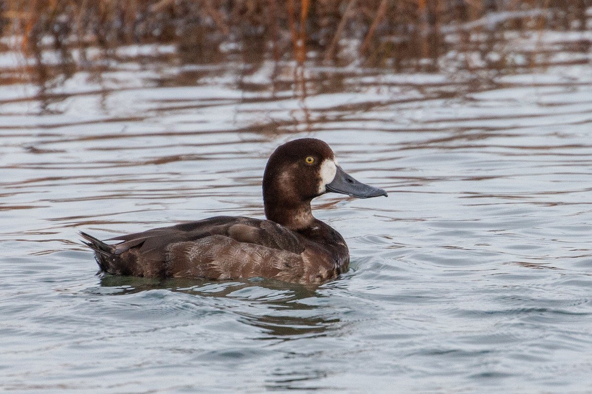 Greater Scaup - ML287596671