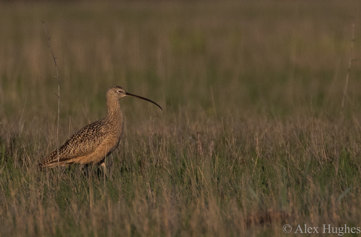 Rostbrachvogel - ML28759711