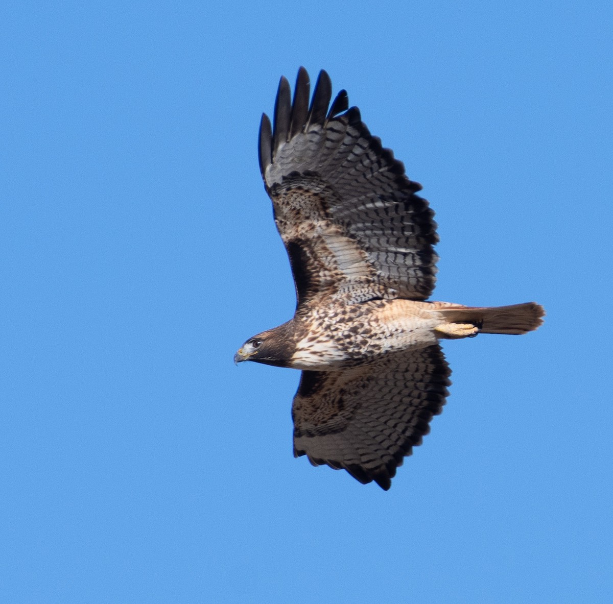 Red-tailed Hawk - Louisa Evers