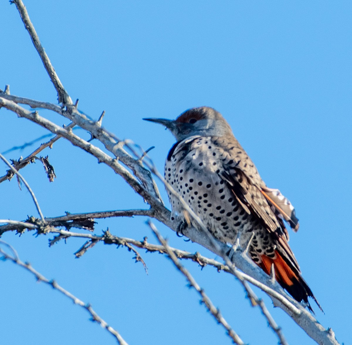 Northern Flicker (Red-shafted) - ML287597171