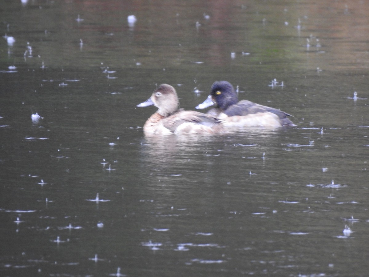 Ring-necked Duck - ML287597651