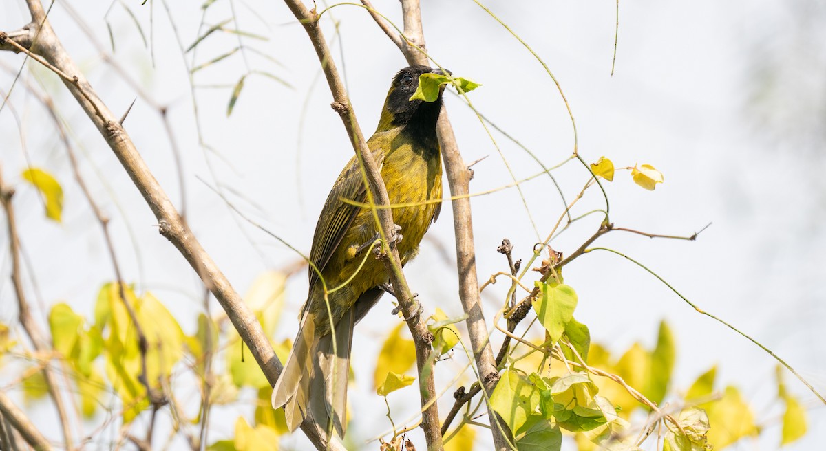 Crimson-collared Grosbeak - ML287597701