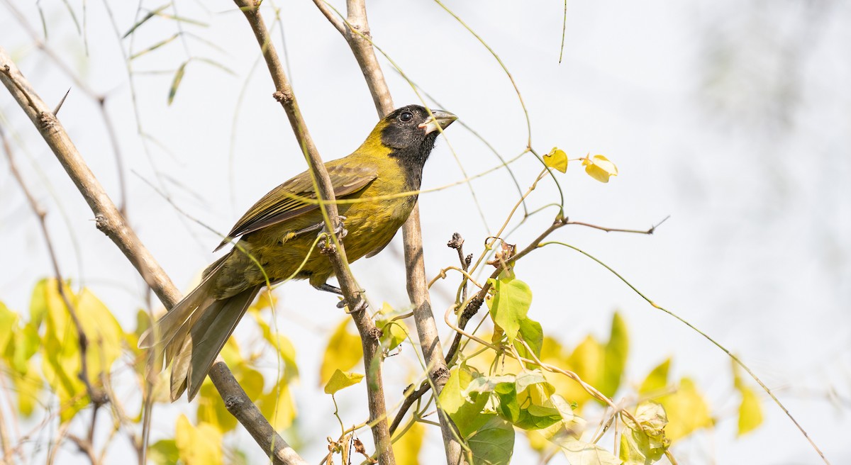 Crimson-collared Grosbeak - ML287597711
