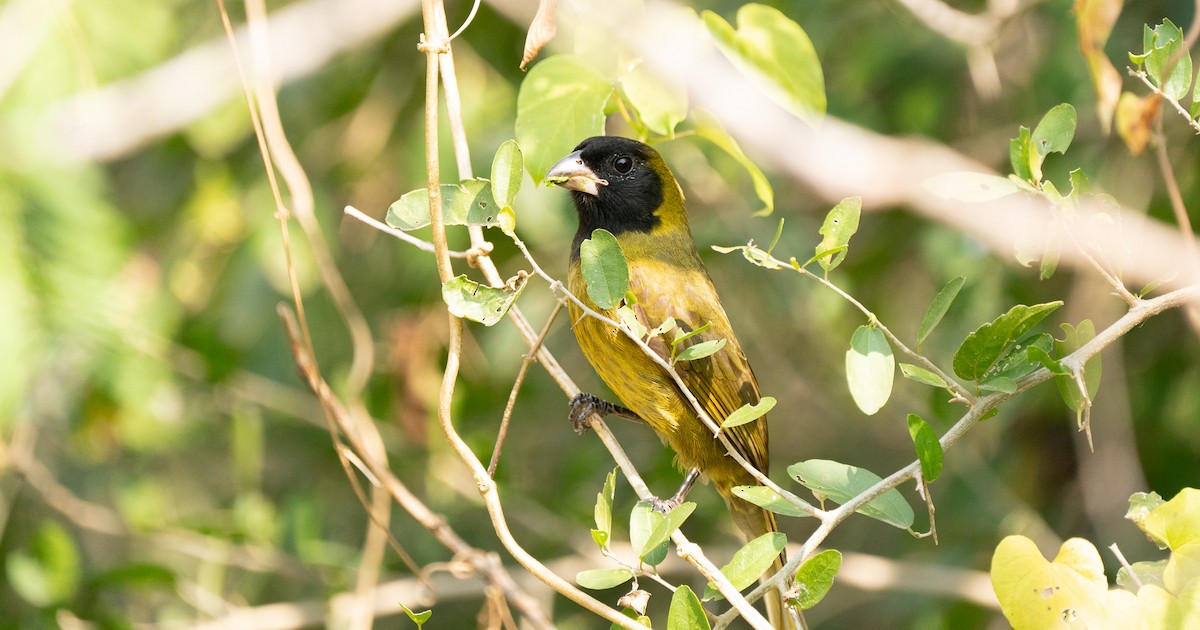 Crimson-collared Grosbeak - ML287597721