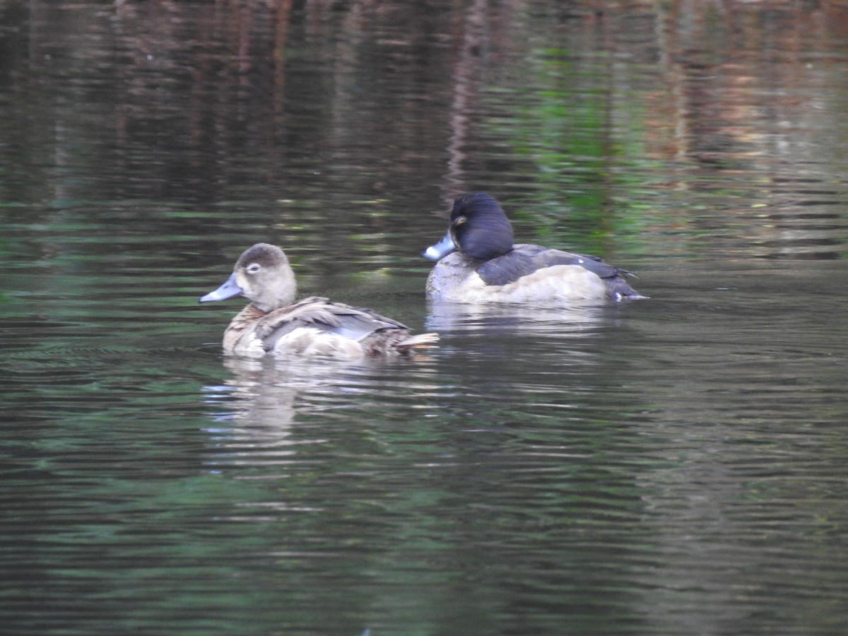 Ring-necked Duck - ML287598061