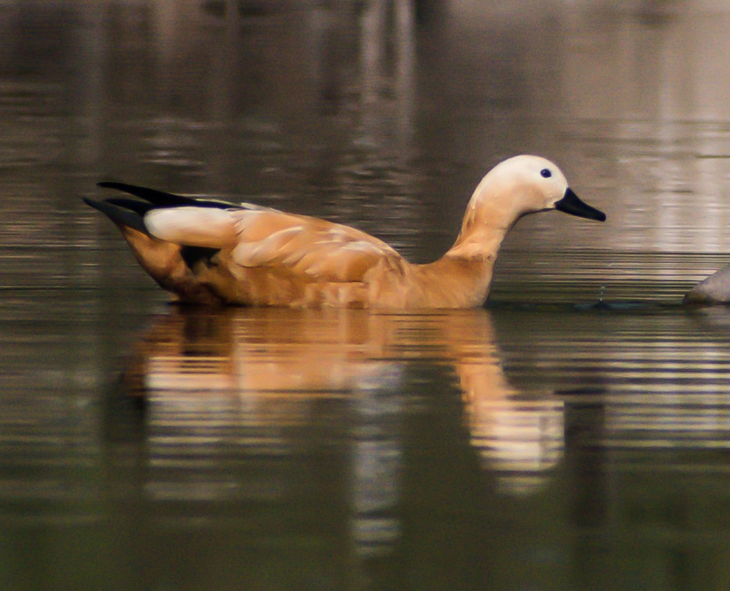 Paita gorrizta - ML287598741