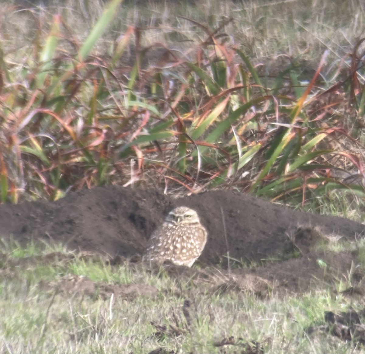 Burrowing Owl - Ezra Garfield