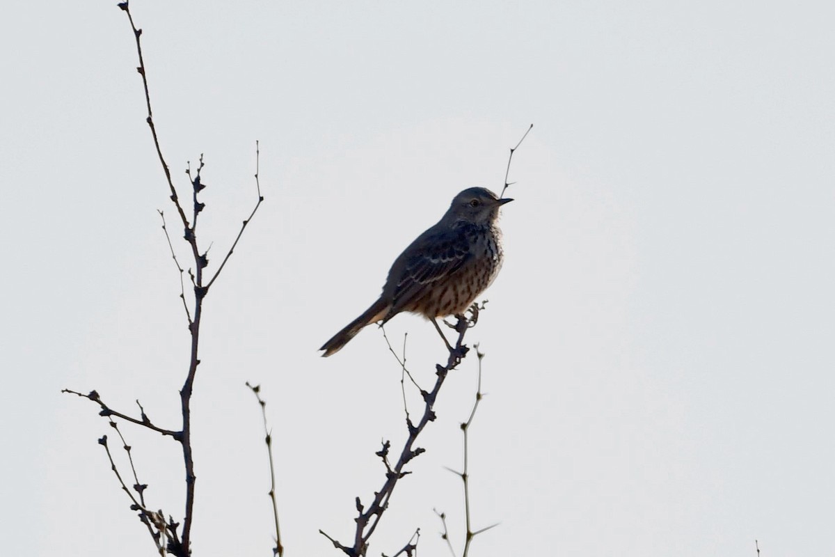 Sage Thrasher - ML287603221