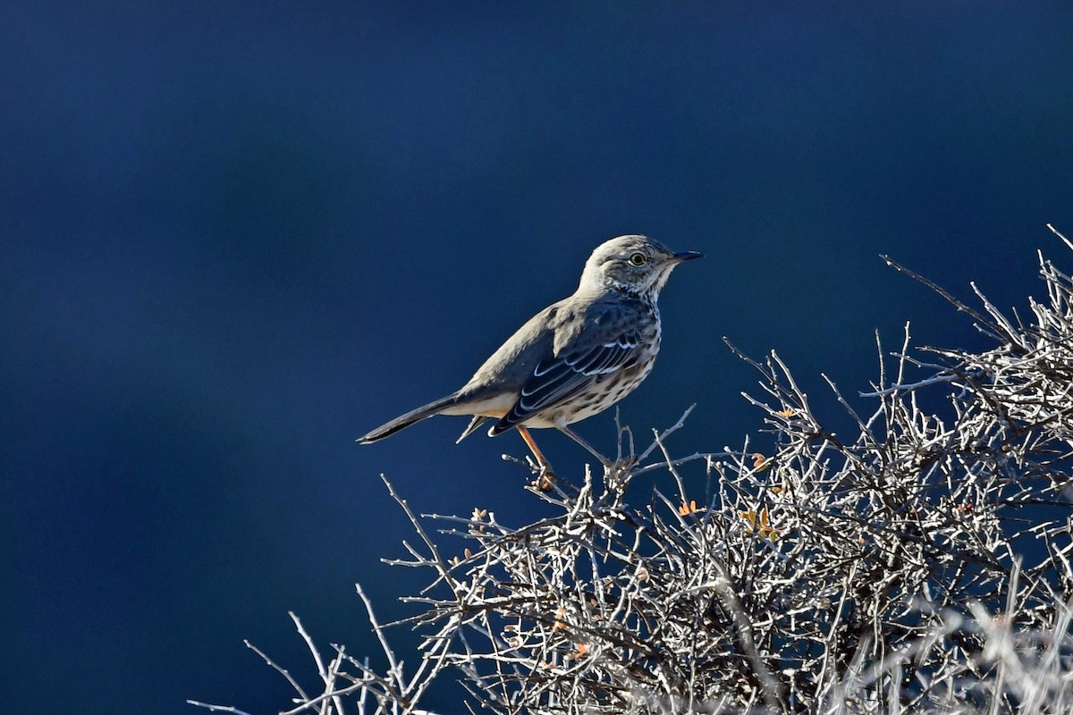 Sage Thrasher - ML287603661