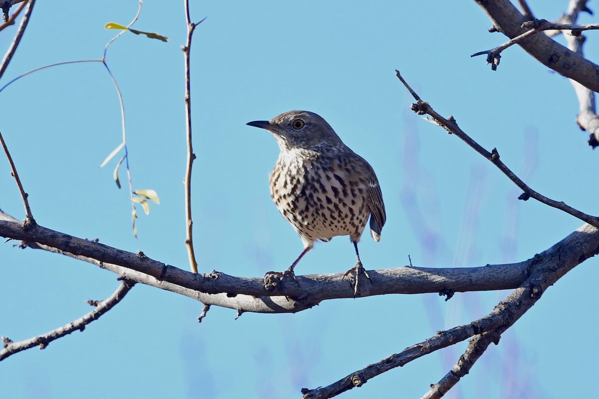 Sage Thrasher - ML287603671