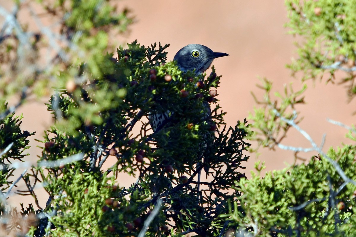 Sage Thrasher - ML287604071