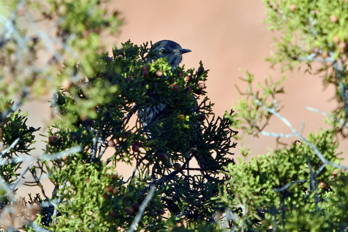 Sage Thrasher - ML287604091