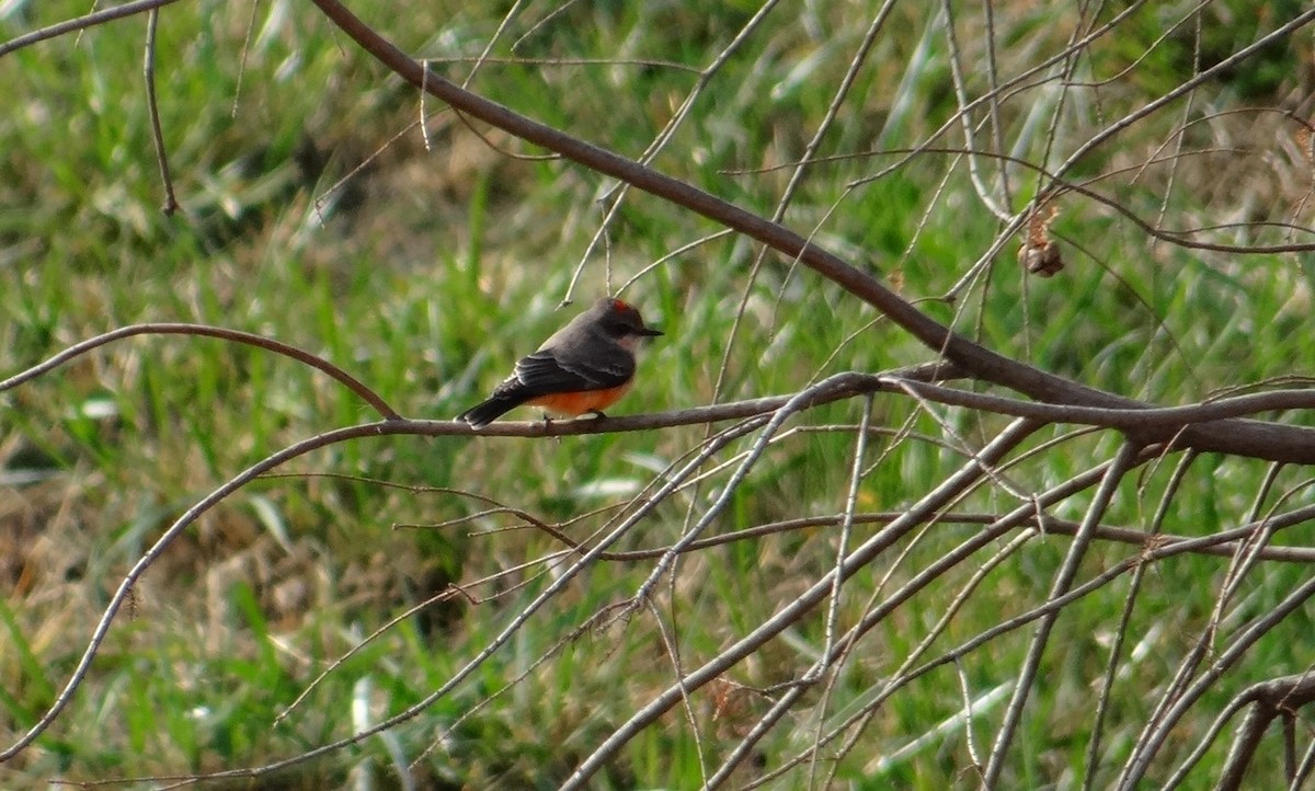 Vermilion Flycatcher - ML287605051