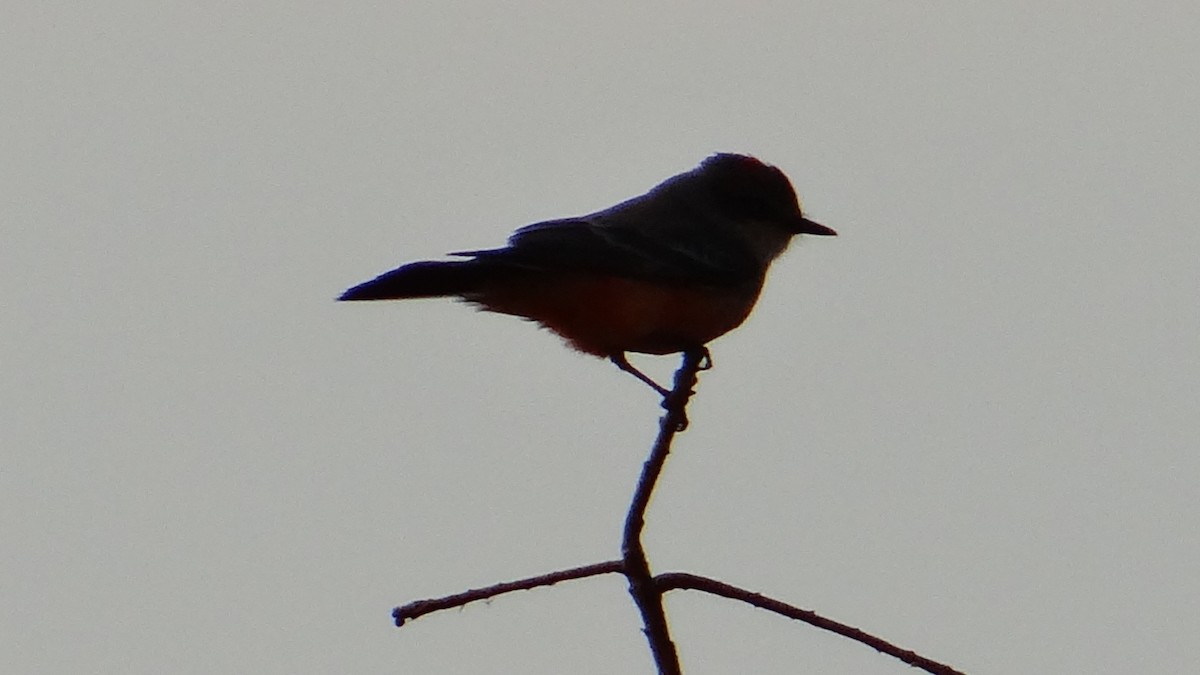 Vermilion Flycatcher - ML287605171