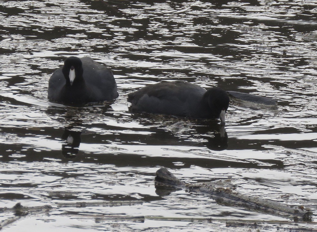 American Coot - Jennifer Rycenga