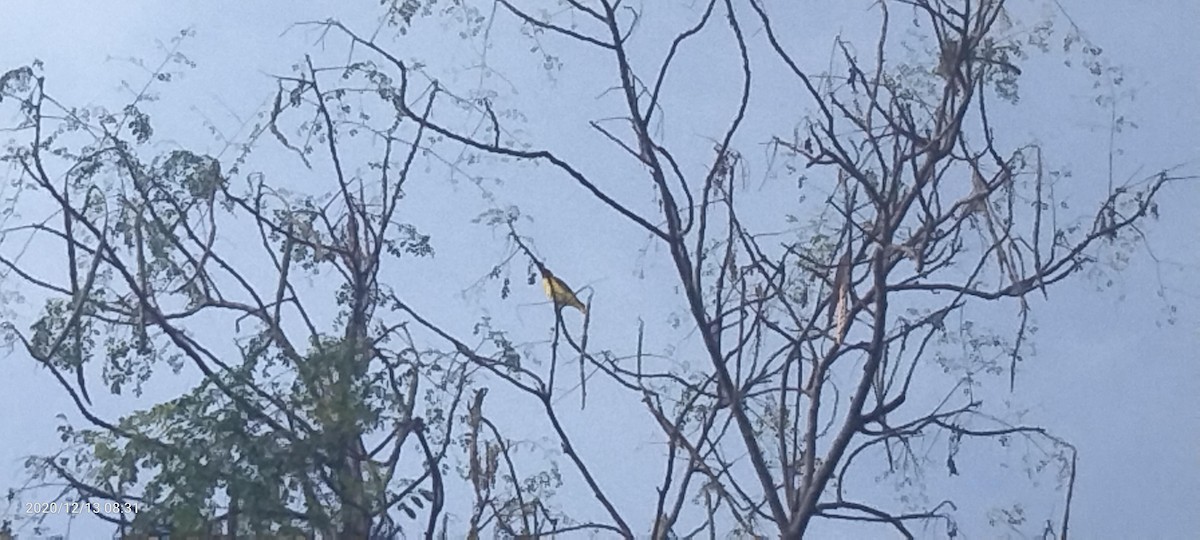 Indian Golden Oriole - ML287606021