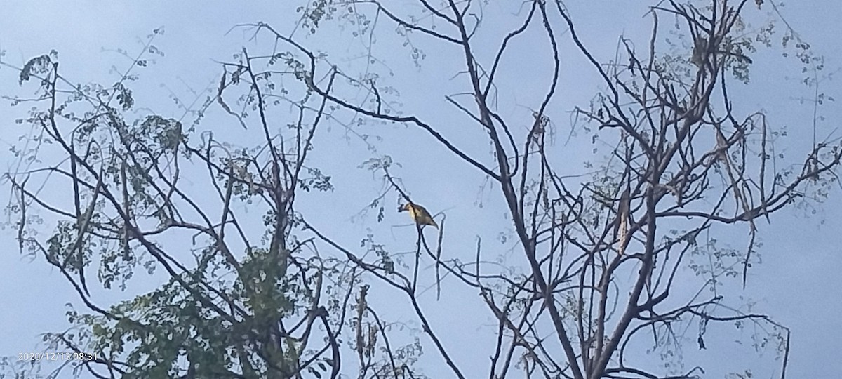 Indian Golden Oriole - ML287606061
