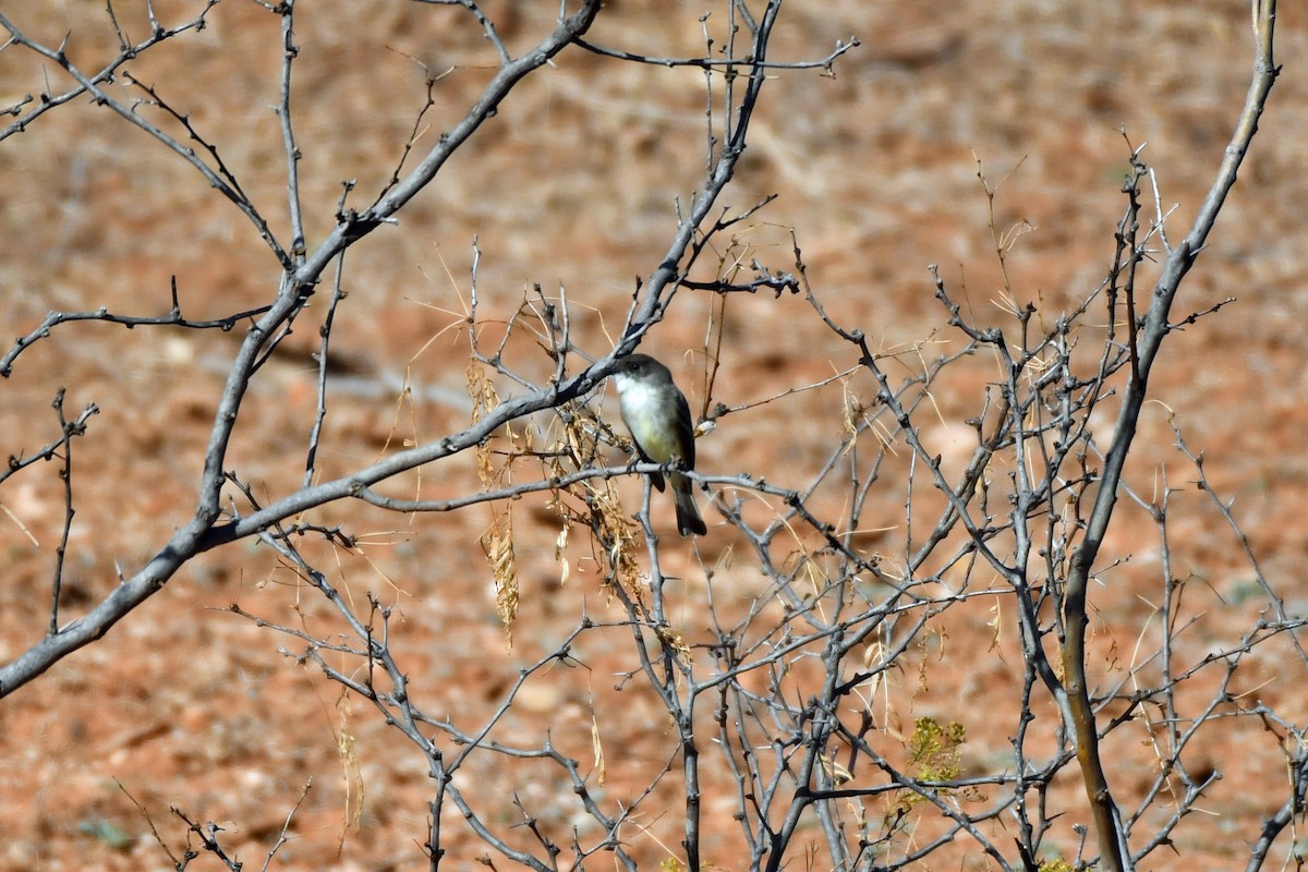 Eastern Phoebe - ML287606241