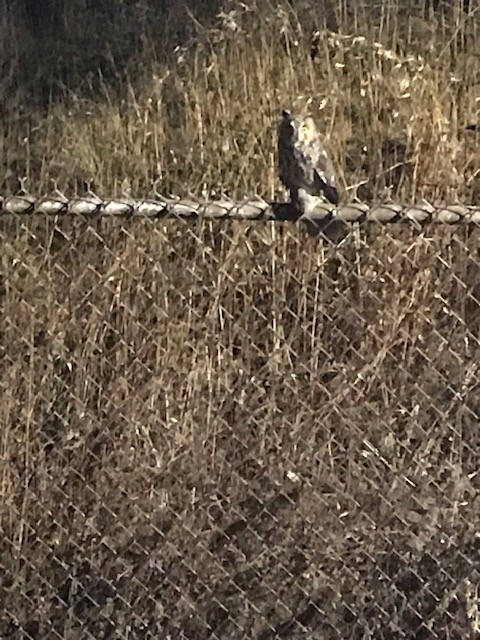 Long-eared Owl - ML287606361