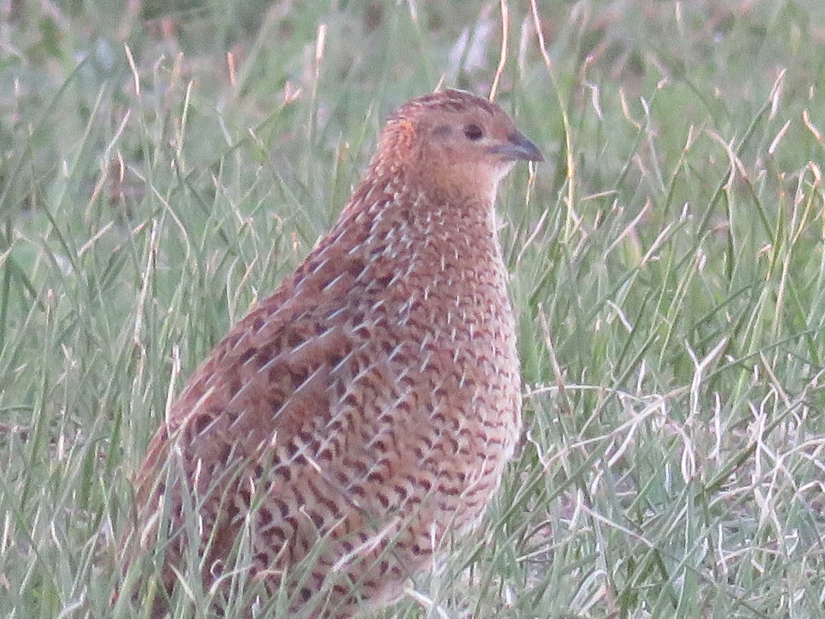 Brown Quail - ML28760731