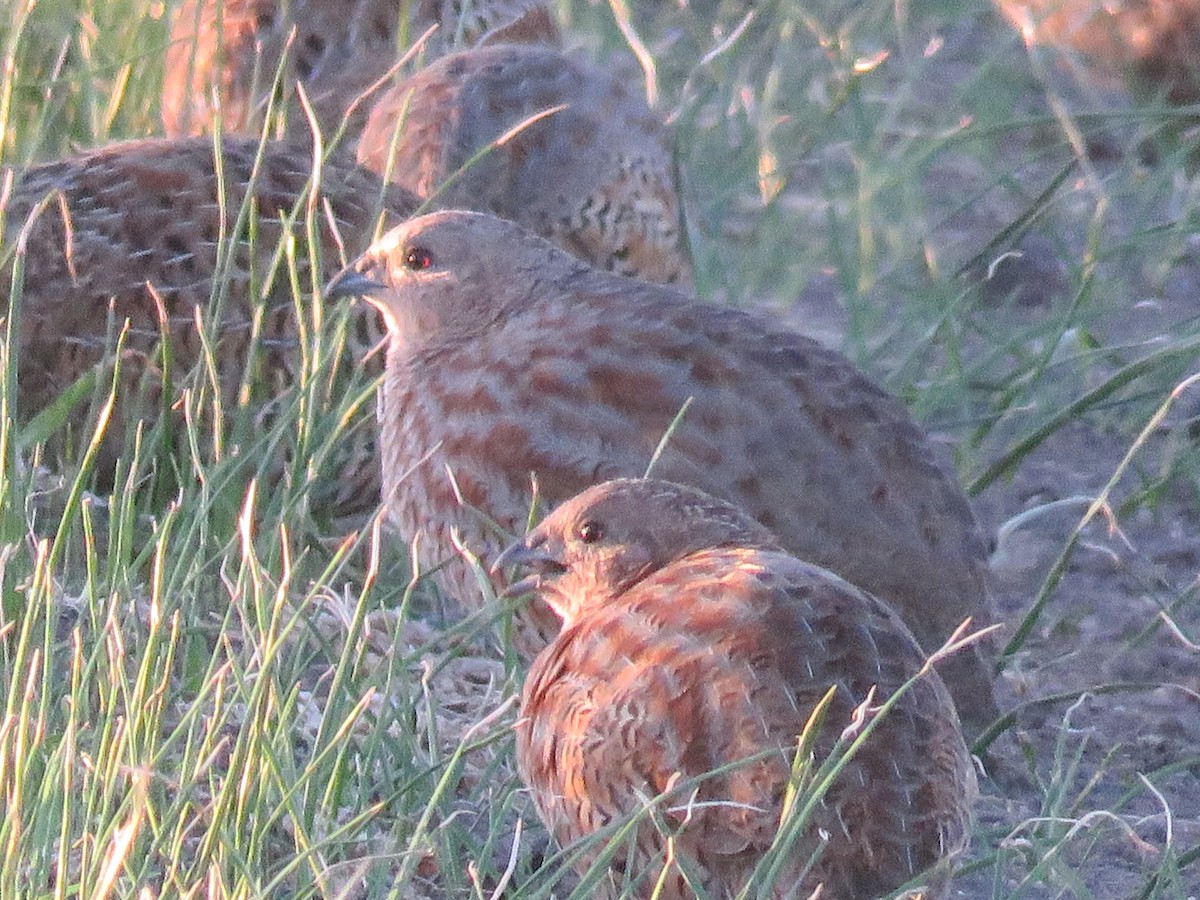 Brown Quail - ML28760771